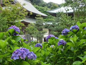 北鎌倉 建長寺のアジサイ 開花 見頃情報