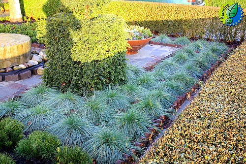 Festuca Glauca The Blue Fescue Garden Of Eaden Image Credit Http Imgbuddy