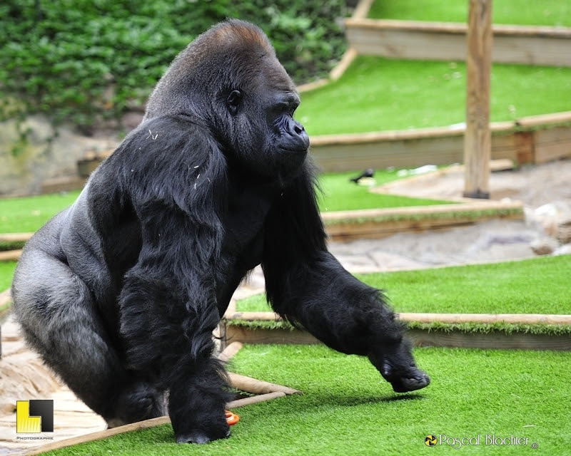 gorille dominant photo Pascal Blachier