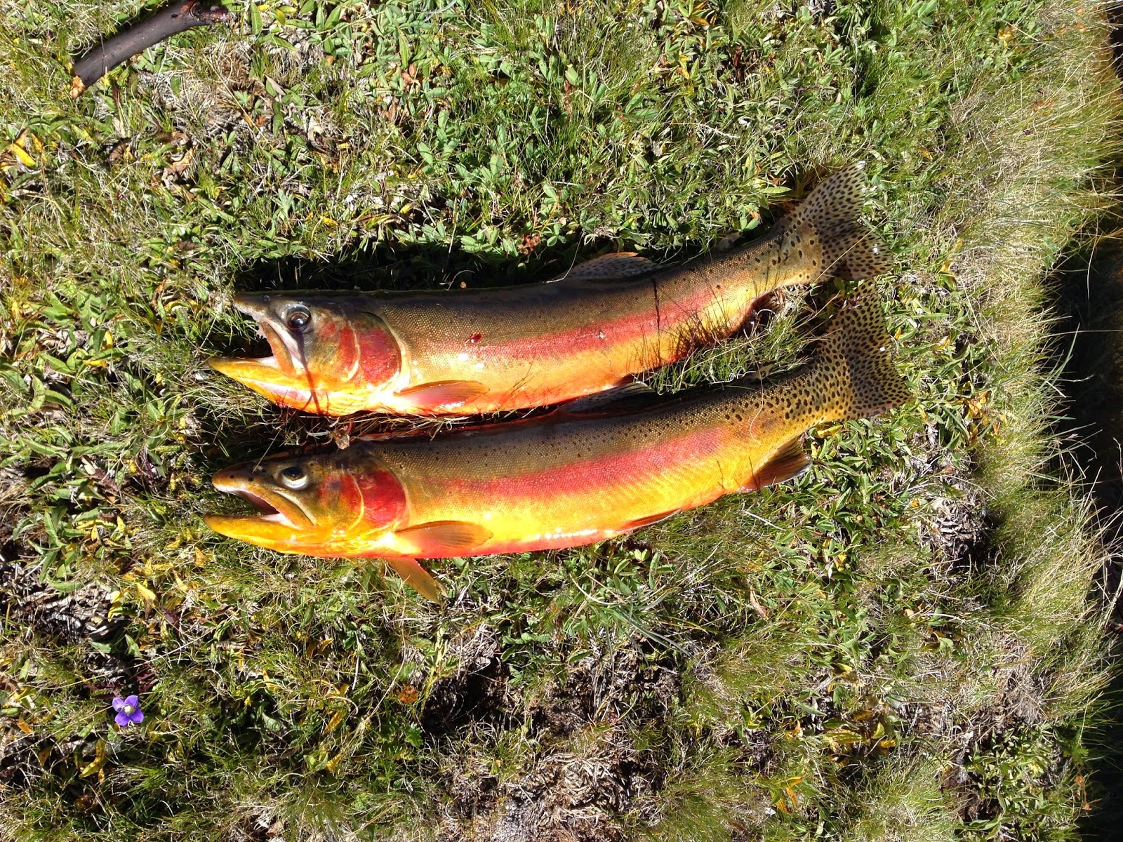 The Fish Sniffer Golden Trout2014 Southern Sierras