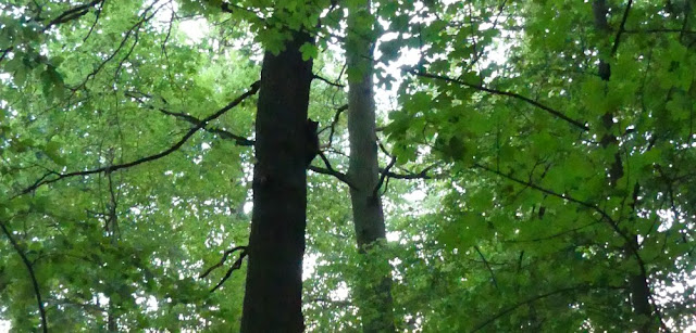 Kurpark Bad Wildungen - Waldbereich mit Waschbär Kurpark Bad Wildungen - Waldbereich mit Waschbär