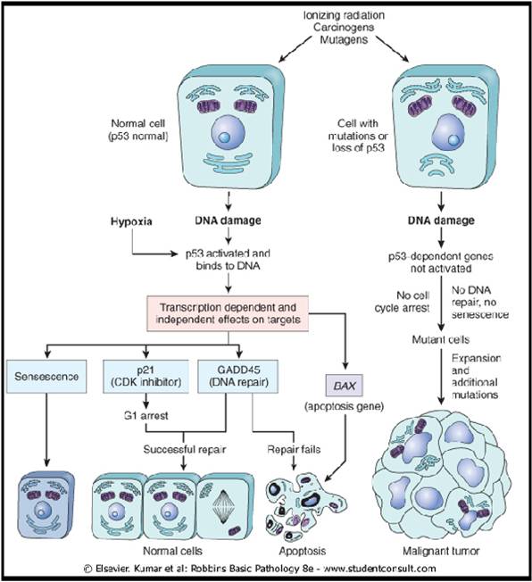 about MedicaTech .. ONKOGEN DAN GEN SUPRESOR TUMOR