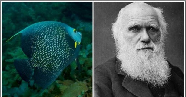 12 De Fevereiro é Dia De Darwin Sabiam Algumas Curiosidades Sobre