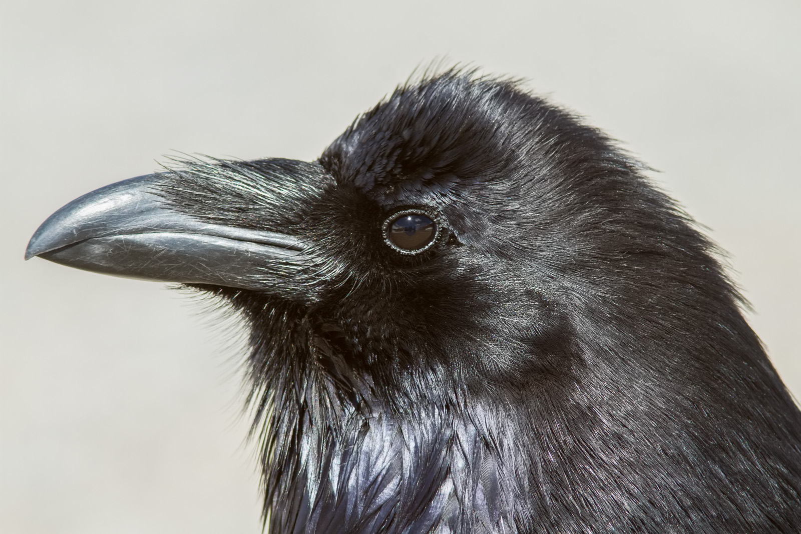 Fur and Feathers 5000 Alberta in the merry month of May