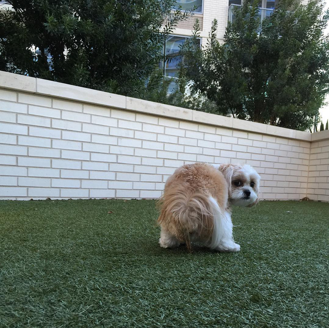 why do dogs stare at you s corner why does my stare at me when he poops why do dogs stare at you s corner why does my stare at me when he poops