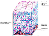 Epithelial Tissue Diagram Epithelial Tissue Diagram