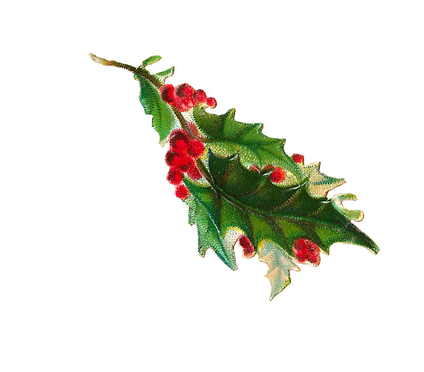 free clipart of christmas holly - photo #4