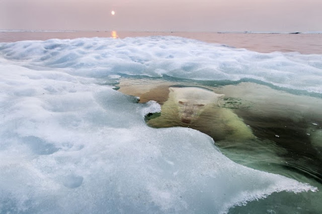 دب قطبي يسبح في خليج هدسون، وتظهر أشعة الشمس الحمراء التي ترفع درجات الحرارة.تصوير | بول سواديرز