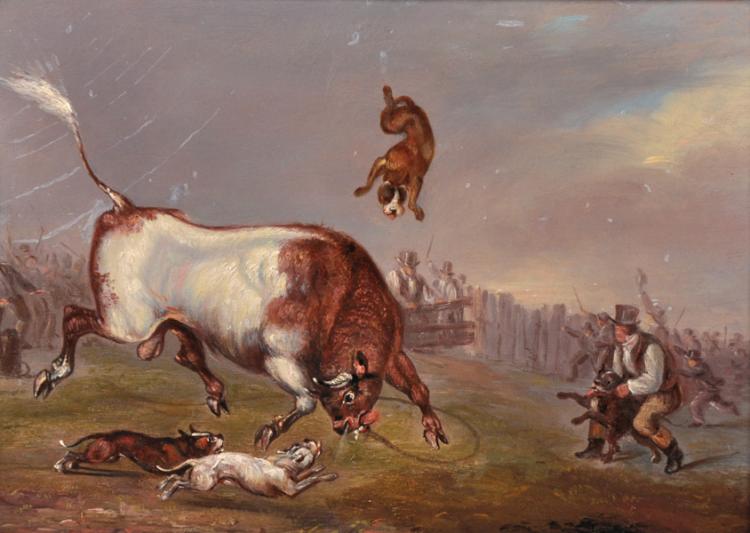 Bull Running in Britain Amusing