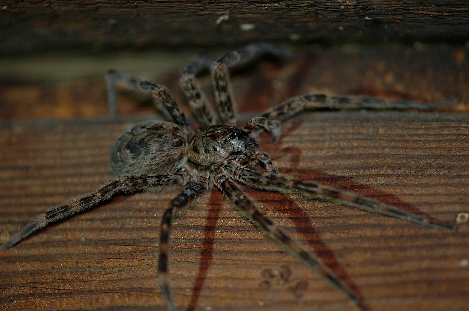 Field Biology in Southeastern Ohio: Ohio Spiders