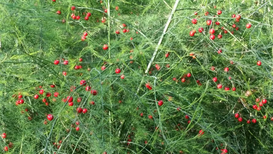 Future Plants by Randy Stewart Asparagus Ornamental Asparagus