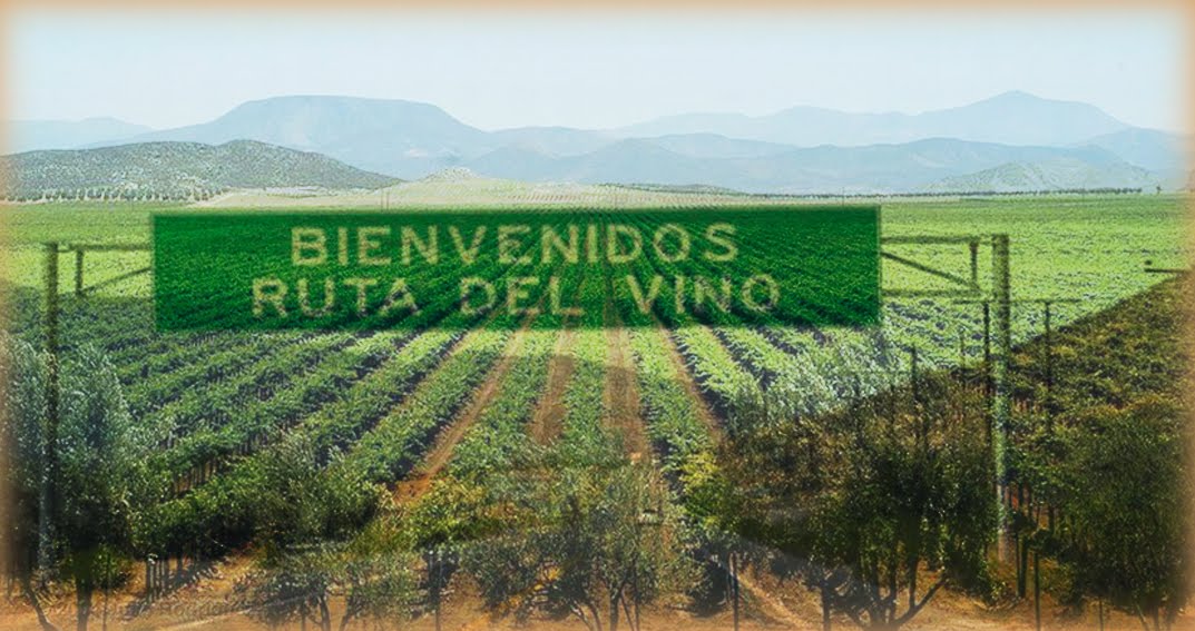 la ruta del vino en Ensenada, viñedos, uva