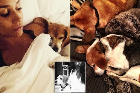 Meghan Markle Is Devastated After Her Beloved Dog Breaks 2 Legs