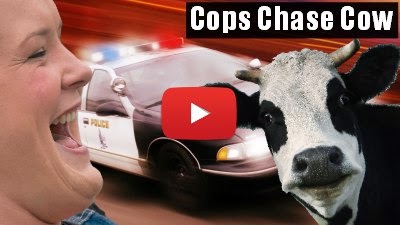 Watch Cheryl Payne laugh Uncontrollably as Cops in Kewanee chase Cow in the streets via geniushowto.blogspot.com funny chase videos