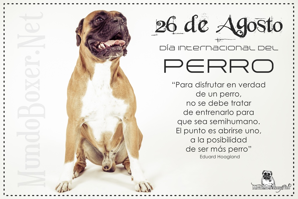 26 de Agosto, día Internacional del perro
