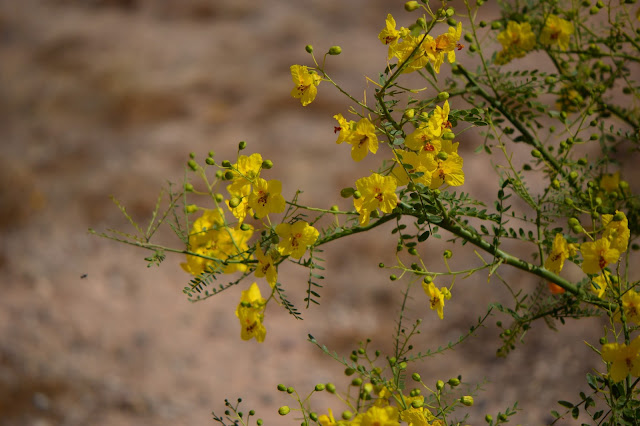 Parkinsonia x Desert Museum parkinsonia, palo verde, small sunny garden, garden bloggers bloom day, amy myers, desert garden