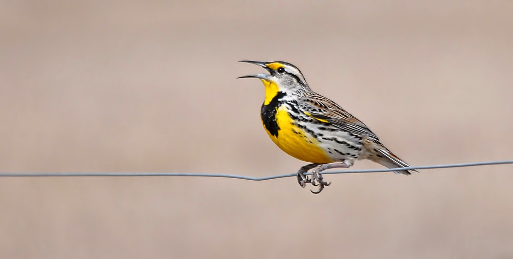 In My Life Western Meadowlark on the Buena Vista Grasslands