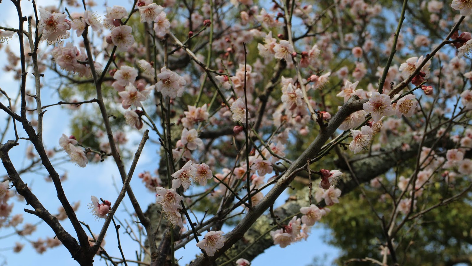 新保博彦のブログ 奈良公園にようやく春 片岡梅林から