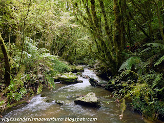 Cuevas de Waitomo - Una auténtica selva a la salida Cuevas de Waitomo - Una auténtica selva a la salida