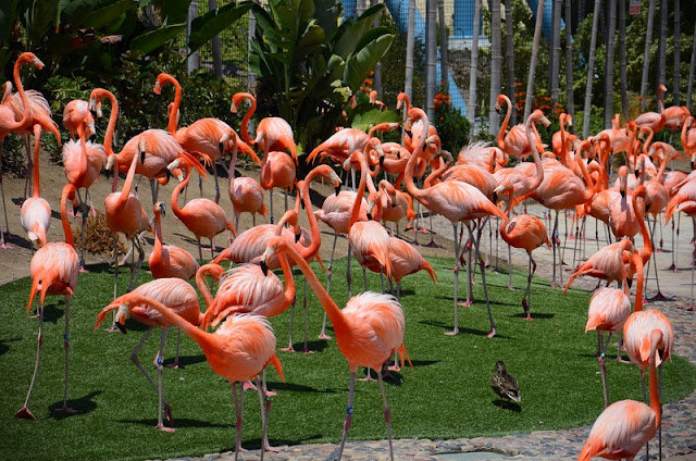 Flamingos Flamingos