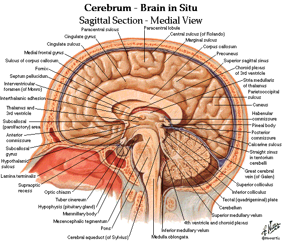 Dentistry and Medicine: Anatomy and Physiology of Brain Diagrams