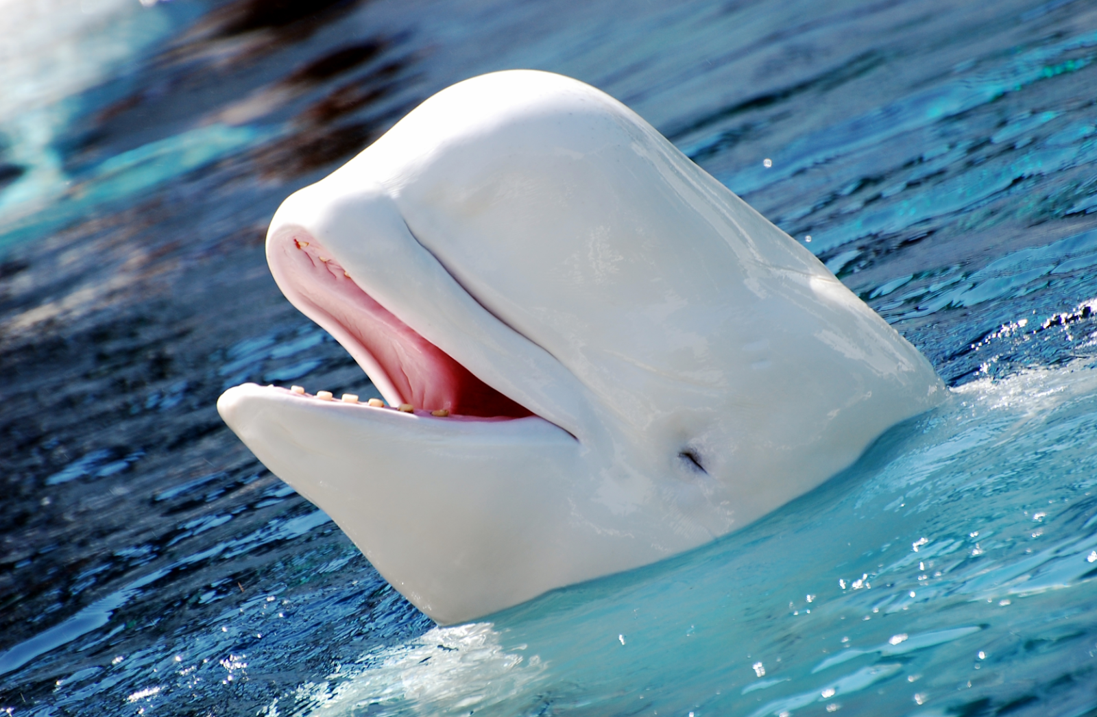 The_Hillwood_Herald: What Do You Know About Beluga Whales?