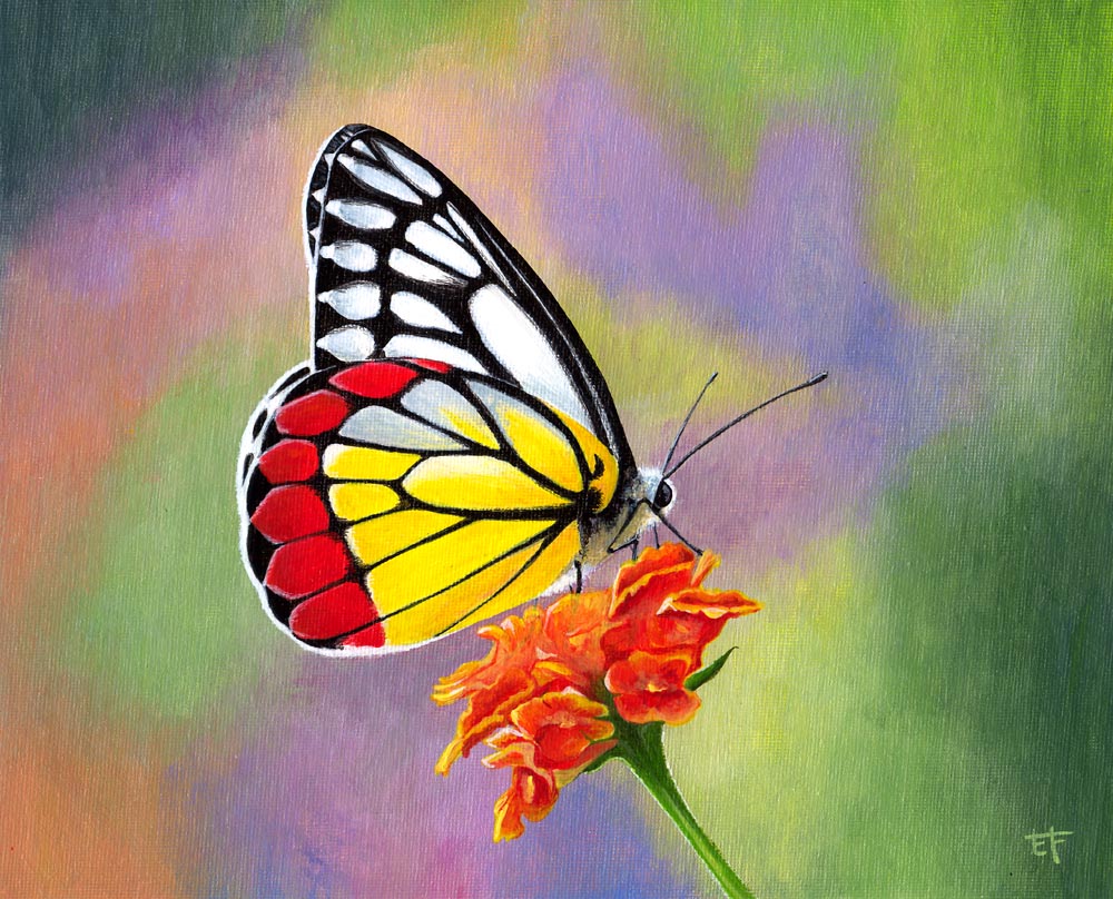 Eric F Artiste Peintre Peinture Acrylique Papillon Delias Hyparete
