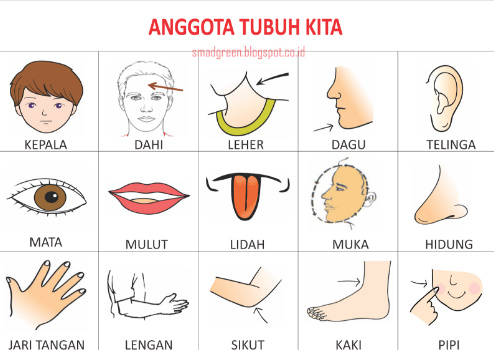 Dalam arab bahasa badan anggota Anggota Tubuh