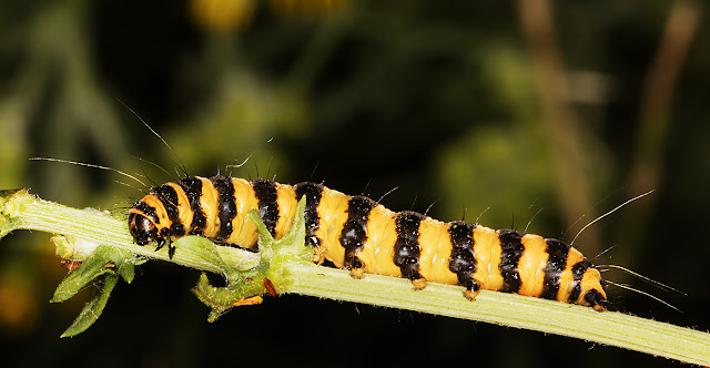 Cinnabar caterpillar, Tyria jacobaeae. Keston Common, 23 July 2016. Cinnabar caterpillar, Tyria jacobaeae. Keston Common, 23 July 2016.