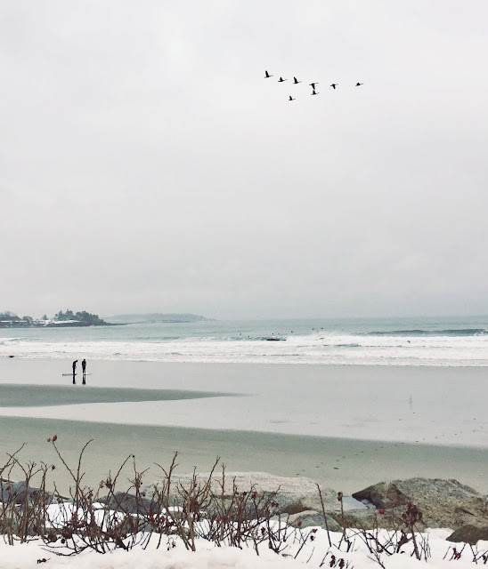 Maine beaches, beach, winter, surfing, birds