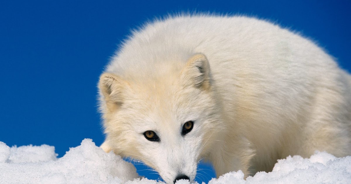 arctic fox The beautiful bald eagle, Americas national bird, they are