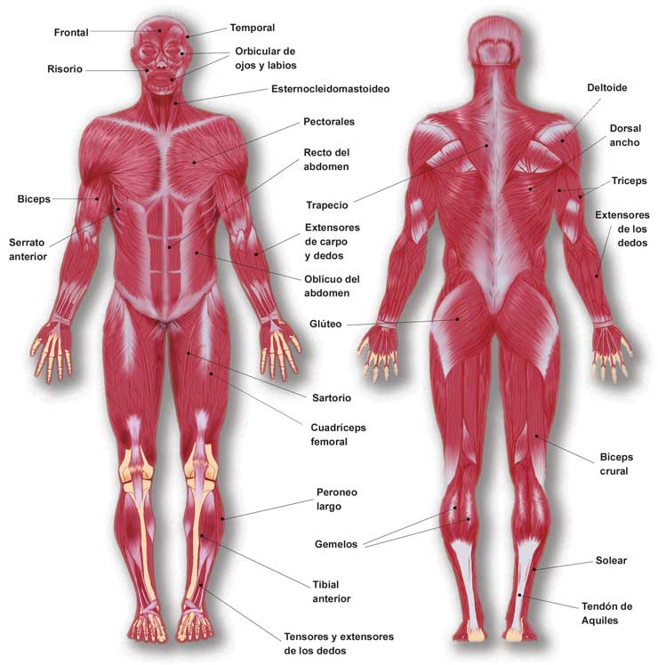 funcion de los musculos extensores del pie