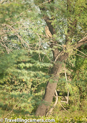 birds keoladeo national park dusky owl eagle travellingcamera