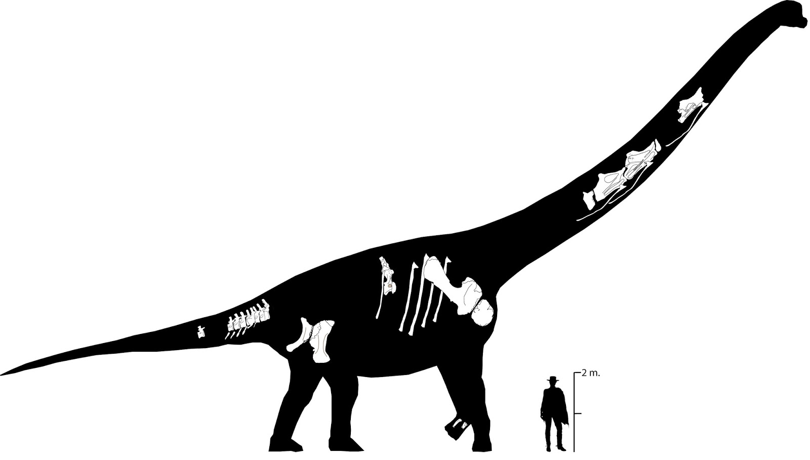Fundacion Dinosaurios Cyl Europatitan eastwoodi un nuevo dinosaurio con un enorme cuello