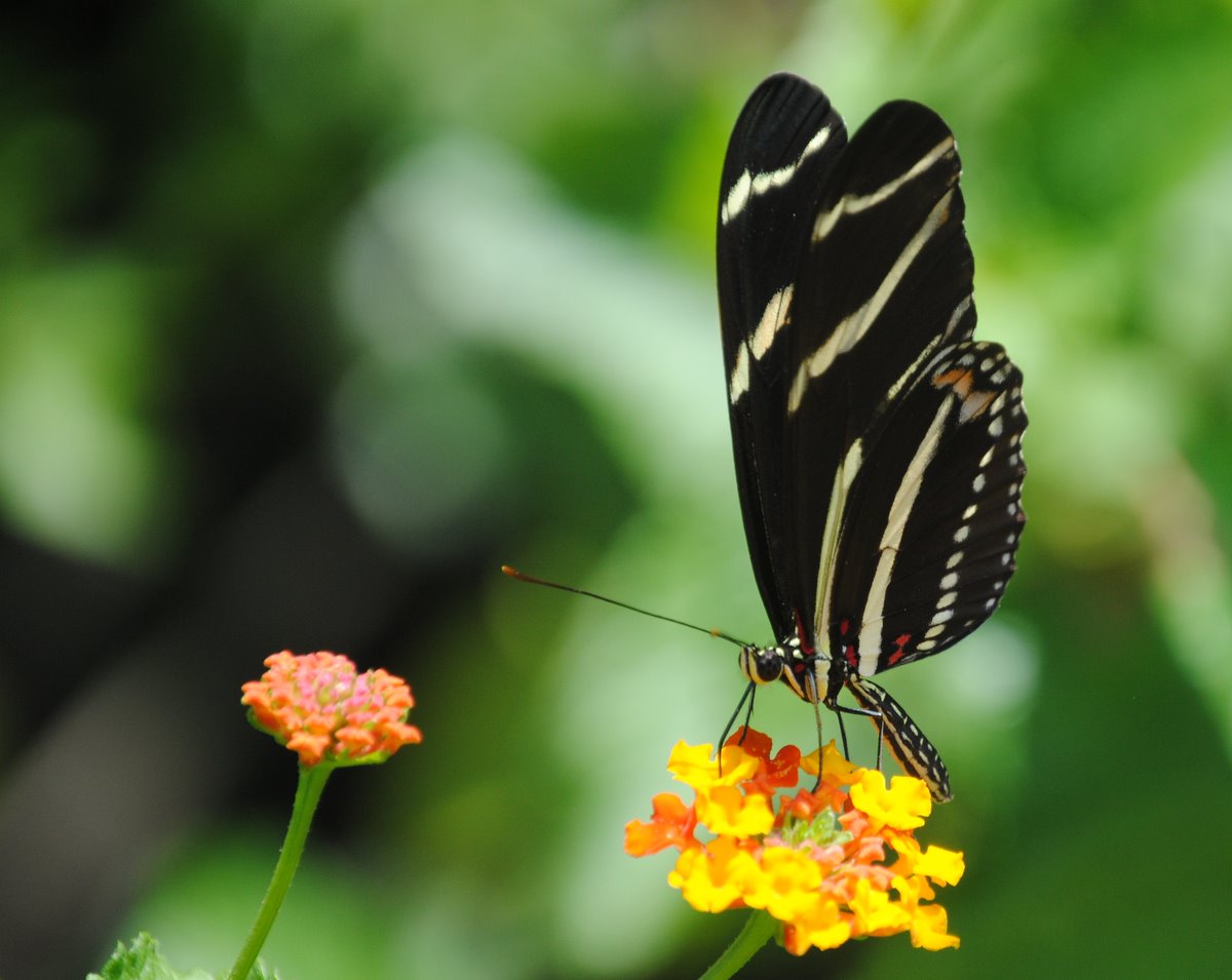 Field Notes and Photos Zebra Longwing Florida's State Butterfly