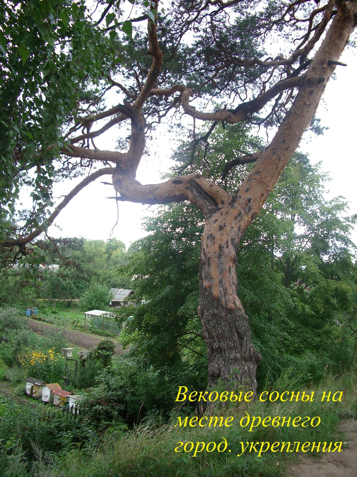 Вековая сосна белокуриха