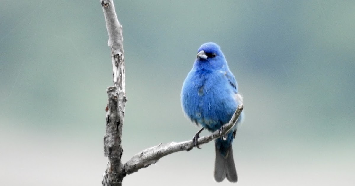 Bev's Nature Blog Indigo Bunting