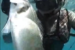 Υποβρύχιο Ψάρεμα: Λαβράκια VIDEO