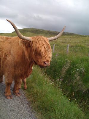 Scotland Highland Cattle