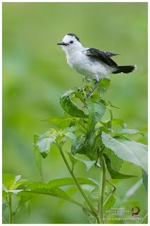 Pied Water-Tyrant (Fluvicola pica)