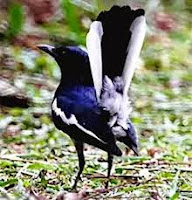 Kacer Tasik Pangkal Ekor Putih kacer tasik, jenis kacer indonesia