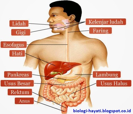 Sistem Pencernaan Pada Manusia
