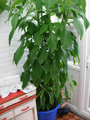 salvia divinorum monster plant, seven foot