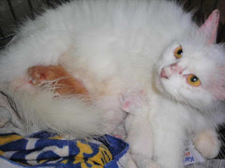 Cara Mengobati Kucing yang Terkena Scabies Penyakit Scabies pada Kucing