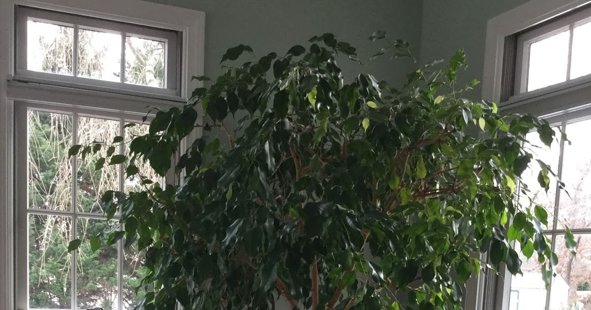Five Keys to Growing A Healthy Ficus Tree
