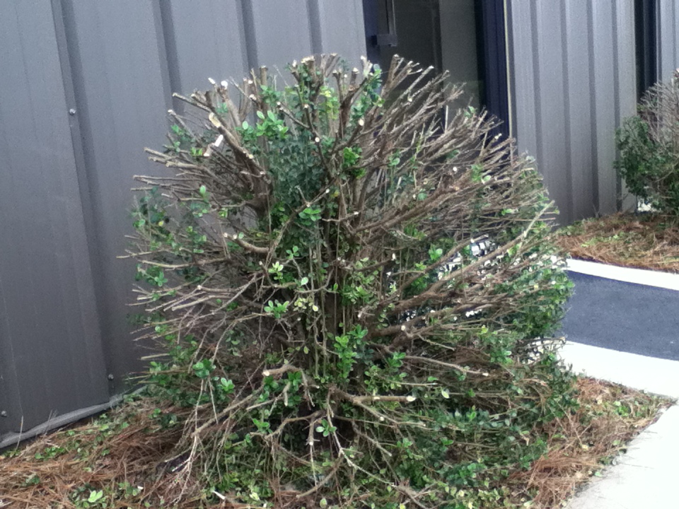 AA Tex Lawn News to Know Pruning, the Scary Truth about Rejuvenation