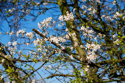 West Midlands spring blossoms · Lisa Stefan