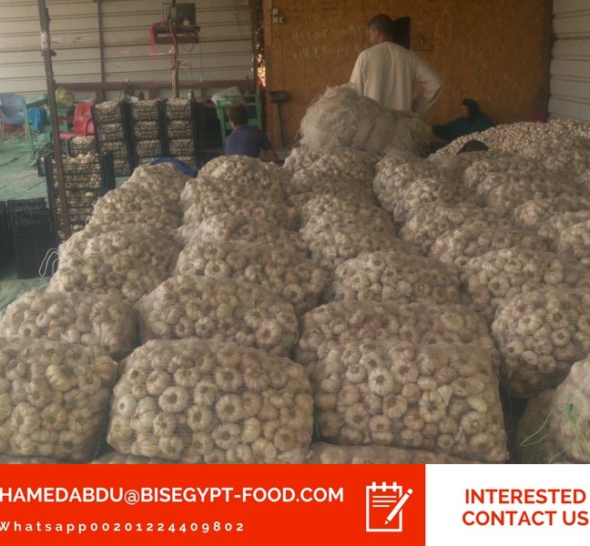 garlic seed suppliers in south africa