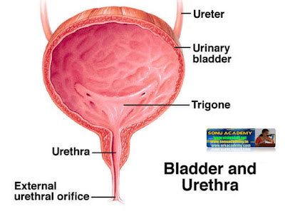 SONU ACADEMY: HUMAN KIDNEY-TEXT