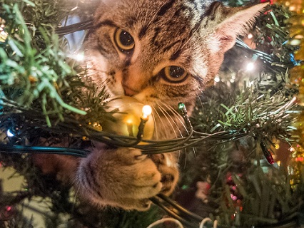 kitten on a Christmas tree